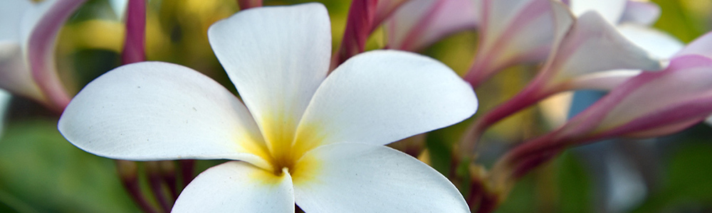 Tropical Frangipani